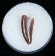 Raptor Tooth From Morocco - Good Enamel #5179-1